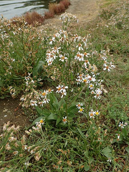 Tripolium pannonicum subsp. pannonicum, Sea Aster