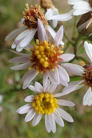 Tripolium pannonicum subsp. pannonicum, Meer-Aster, Strand-Aster