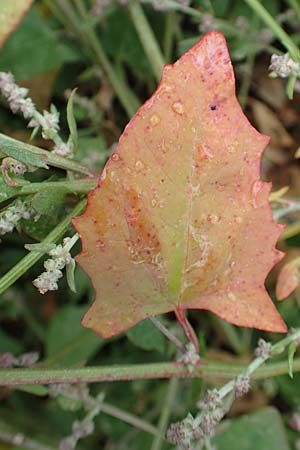 Atriplex prostrata \ Spie&szlig;-Melde, Spie&szlig;bl&auml;ttrige Melde / Spear-Leaved Orache, D Sachsen-Anhalt, S&uuml;lzetal-S&uuml;lldorf 27.9.2020