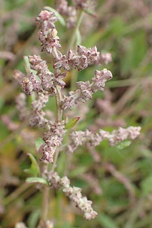 Atriplex prostrata \ Spie&szlig;-Melde, Spie&szlig;bl&auml;ttrige Melde / Spear-Leaved Orache, D Sachsen-Anhalt, S&uuml;lzetal-S&uuml;lldorf 27.9.2020