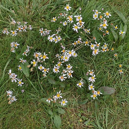 Tripolium pannonicum subsp. pannonicum \ Meer-Aster, Strand-Aster / Sea Aster, D Sachsen-Anhalt, S&uuml;lzetal-S&uuml;lldorf 27.9.2020