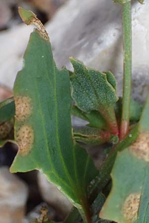 Atriplex glabriuscula, Babington's Orache