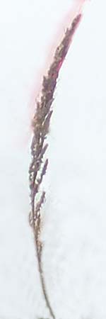 Artemisia tournefortiana \ Armenischer Beifu� / Armenian Wormwood, D Hockenheim 15.10.2021