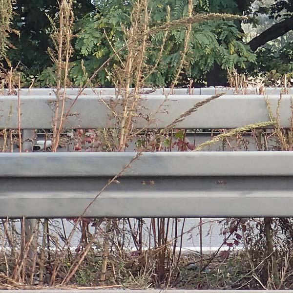 Artemisia tournefortiana \ Armenischer Beifu� / Armenian Wormwood, D Hockenheim 15.10.2021