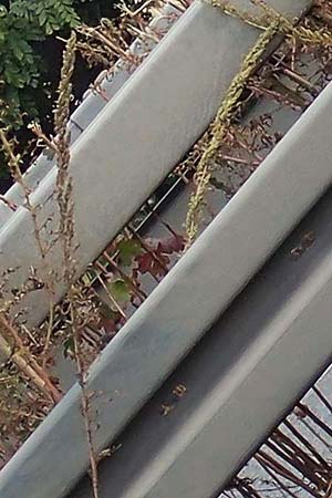Artemisia tournefortiana \ Armenischer Beifu� / Armenian Wormwood, D Hockenheim 15.10.2021