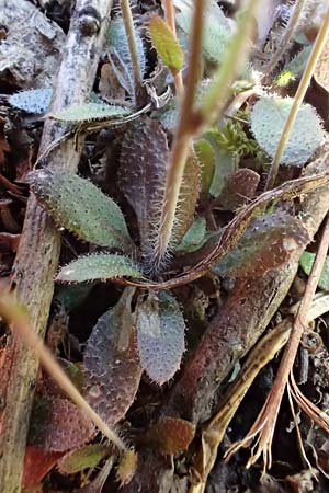 Arabidopsis thaliana \ Acker-Schmalwand / Thale Cress, D Koblenz 11.3.2022