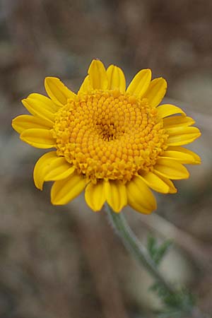 Anthemis tinctoria, F&auml;rber-Hundskamille, F&auml;rber-Kamille