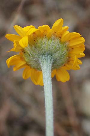 Anthemis tinctoria \ F�rber-Hundskamille, F�rber-Kamille / Yellow Chamomile, D Th&uuml;ringen, Heldrungen 16.6.2023
