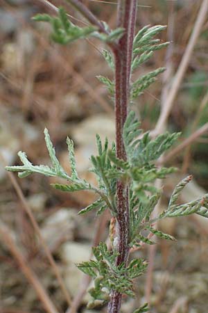 Anthemis tinctoria \ F�rber-Hundskamille, F�rber-Kamille / Yellow Chamomile, D Th&uuml;ringen, Heldrungen 16.6.2023