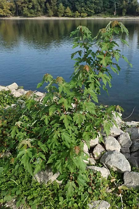 Acer tataricum subsp. ginnala \ Amur-Ahorn, Mongolischer Steppen-Ahorn / Amur Maple, D Mannheim 22.9.2024