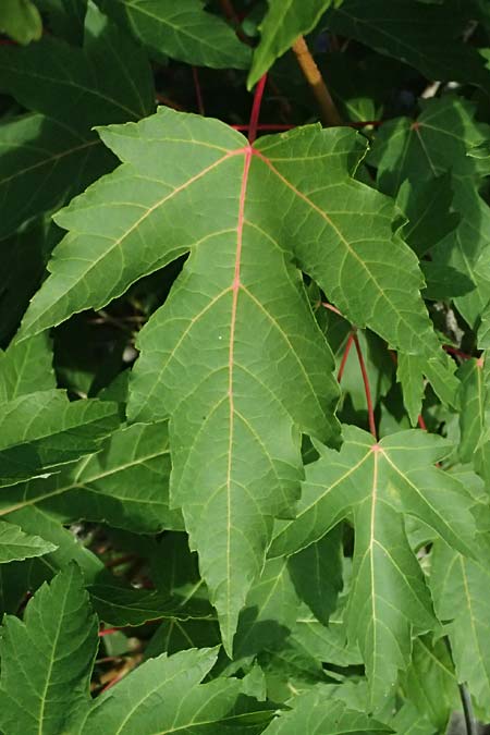 Acer tataricum subsp. ginnala \ Amur-Ahorn, Mongolischer Steppen-Ahorn / Amur Maple, D Mannheim 22.9.2024