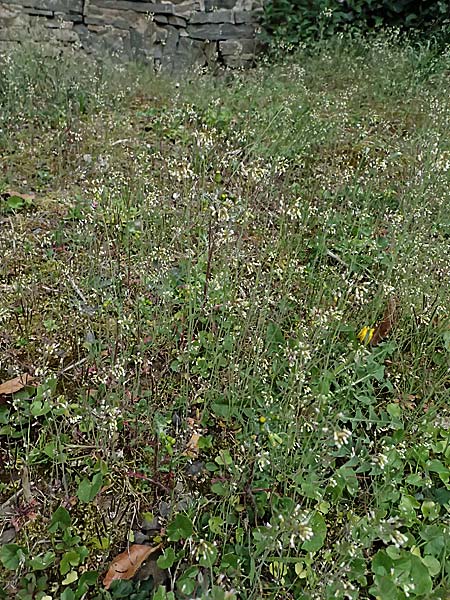 Arabidopsis thaliana \ Acker-Schmalwand / Thale Cress, D Gimborn 11.4.2025