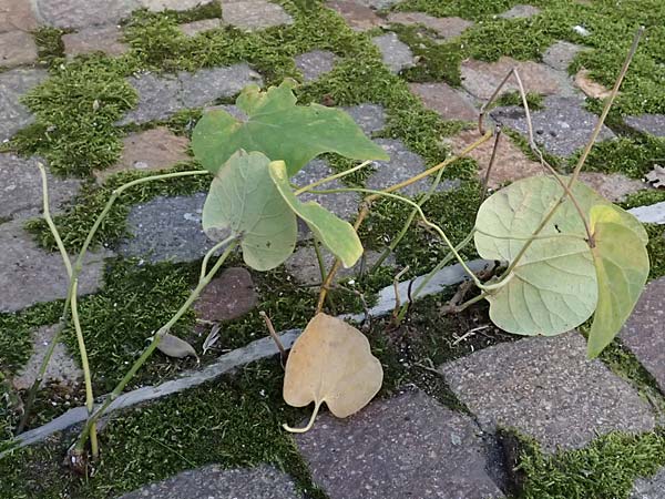 Isotrema tomentosum / Woolly Dutchman's-Pipe, Pipevine, D Karlsruhe 18.9.2025