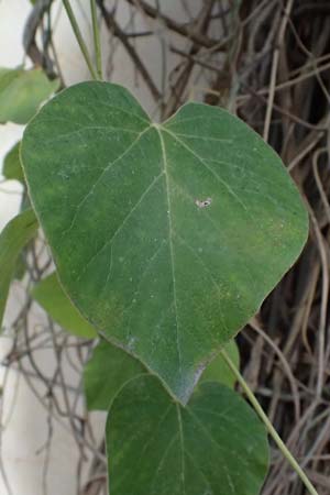 Isotrema tomentosum / Woolly Dutchman's-Pipe, Pipevine, D Karlsruhe 18.9.2025