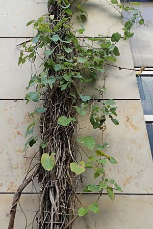 Isotrema tomentosum / Woolly Dutchman's-Pipe, Pipevine, D Karlsruhe 18.9.2025