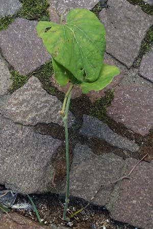 Isotrema tomentosum / Woolly Dutchman's-Pipe, Pipevine, D Karlsruhe 18.9.2025