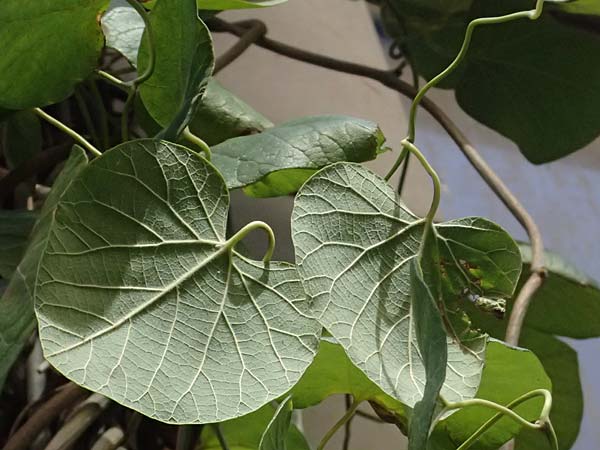 Isotrema tomentosum / Woolly Dutchman's-Pipe, Pipevine, D Karlsruhe 18.9.2025