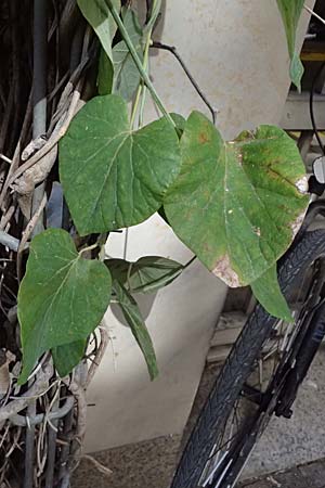 Isotrema tomentosum / Woolly Dutchman's-Pipe, Pipevine, D Karlsruhe 18.9.2025