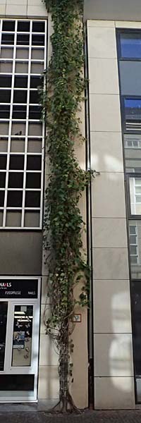 Isotrema tomentosum / Woolly Dutchman's-Pipe, Pipevine, D Karlsruhe 18.9.2025