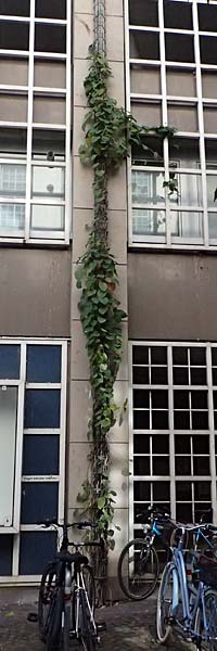 Isotrema tomentosum / Woolly Dutchman's-Pipe, Pipevine, D Karlsruhe 18.9.2025