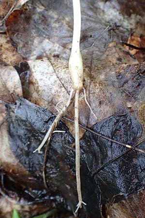 Allium ursinum \ B�r-Lauch / Ramsons, D Mannheim 18.3.2017