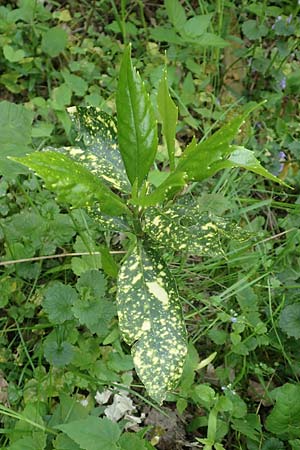 Aucuba japonica, Japanische Goldorange, Japanische Aukube