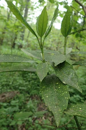 Aucuba japonica \ Japanische Goldorange, Japanische Aukube / Gold Dust Plant, D Leverkusen 24.4.2019