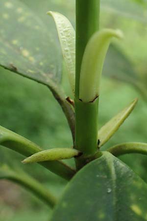 Aucuba japonica \ Japanische Goldorange, Japanische Aukube / Gold Dust Plant, D Leverkusen 24.4.2019