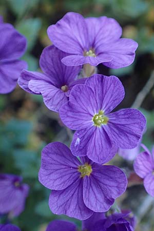 Aubrieta deltoidea \ Blaukissen / Purple Rock Cress, D Mannheim-Seckenheim 4.4.2020