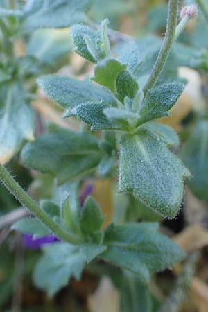 Aubrieta deltoidea \ Blaukissen / Purple Rock Cress, D Mannheim-Seckenheim 4.4.2020