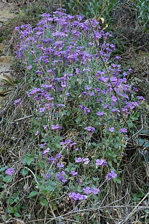 Aubrieta deltoidea \ Blaukissen / Purple Rock Cress, D Mannheim-Seckenheim 4.4.2020