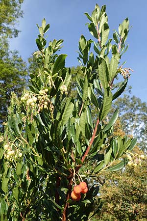 Arbutus unedo \ Westlicher Erdbeerbaum / Strawberry Tree, D Weinheim an der Bergstra&szlig;e 22.10.2020