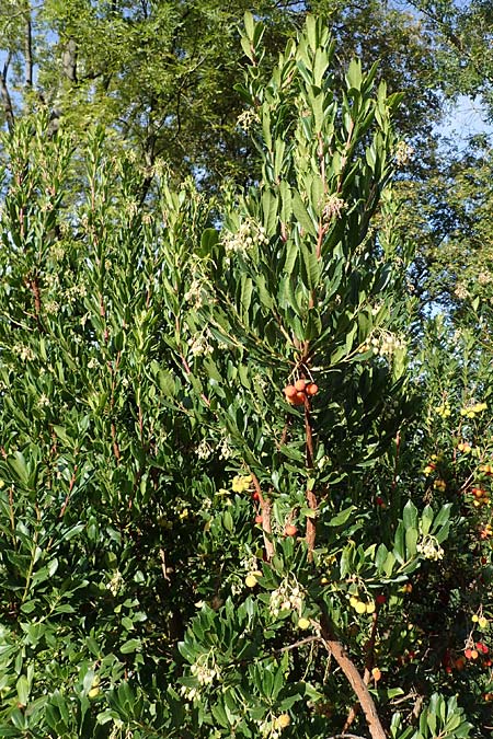 Arbutus unedo \ Westlicher Erdbeerbaum / Strawberry Tree, D Weinheim an der Bergstra&szlig;e 22.10.2020