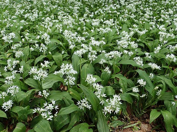 Allium ursinum \ B�r-Lauch / Ramsons, D Mannheim 29.4.2021