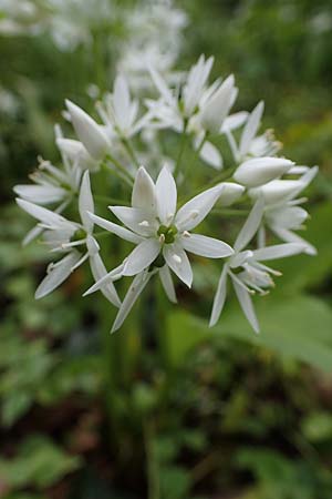 Allium ursinum \ B�r-Lauch / Ramsons, D Mannheim 29.4.2021