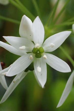 Allium ursinum \ B�r-Lauch / Ramsons, D Mannheim 29.4.2021