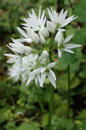 Allium ursinum \ B�r-Lauch / Ramsons, D Mannheim 29.4.2021