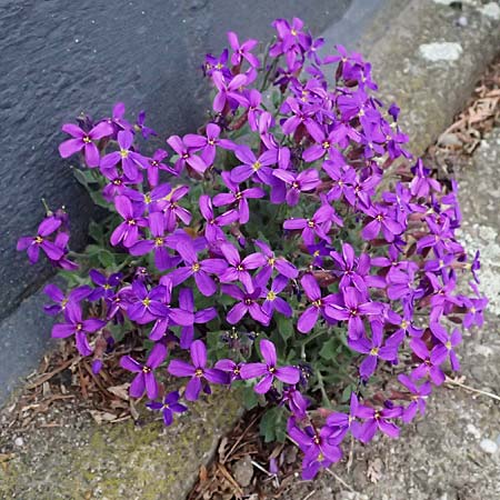 Aubrieta deltoidea \ Blaukissen / Purple Rock Cress, D Ratingen 10.4.2025