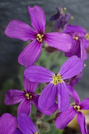 Aubrieta deltoidea \ Blaukissen / Purple Rock Cress, D Ratingen 10.4.2025