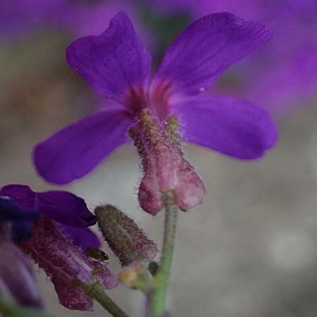 Aubrieta deltoidea \ Blaukissen / Purple Rock Cress, D Ratingen 10.4.2025