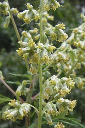 Artemisia vulgaris \ Gew�hnlicher Beifu� / Mugwort, D Babenhausen 11.8.2007
