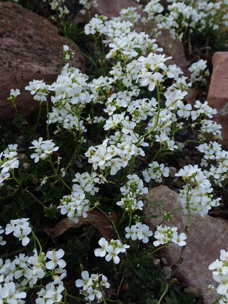 Arabis vochinensis \ Wocheiner G�nsekresse / Compact Rock-Cress, D Botan. Gar.  Universit.  Heidelberg 21.4.2016