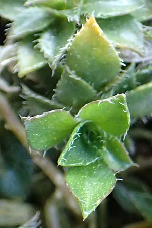Arabis vochinensis \ Wocheiner G�nsekresse / Compact Rock-Cress, D Botan. Gar.  Universit.  Heidelberg 21.4.2016