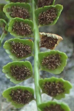 Asplenium viride \ Gr&uuml;nstieliger Streifenfarn / Green Spleenwort, D Pfronten 28.6.2016