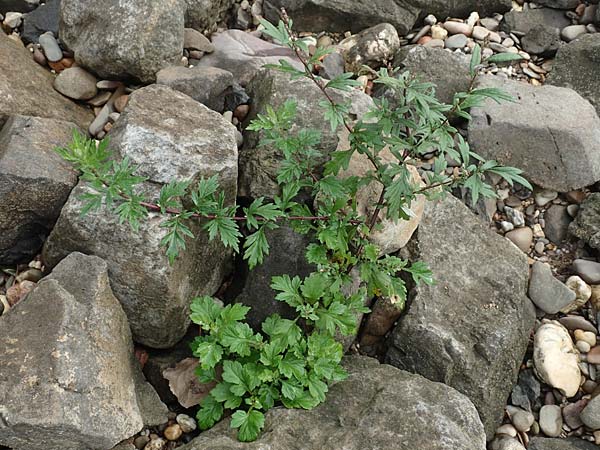 Artemisia vulgaris \ Gew�hnlicher Beifu� / Mugwort, D Krefeld-Uerdingen 28.9.2017