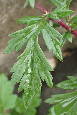 Artemisia vulgaris \ Gew�hnlicher Beifu� / Mugwort, D Krefeld-Uerdingen 28.9.2017