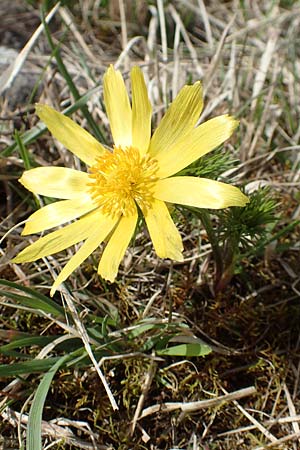 Adonis vernalis, Fr&uuml;hlings-Adonisr�schen