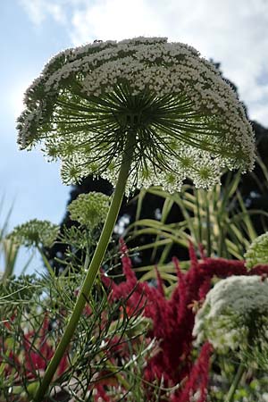 Ammi visnaga \ Bischofskraut, Zahnstocher-Ammei / Khella, D Weinheim an der Bergstra&szlig;e, Botan. Gar.  Hermannshof 20.8.2018