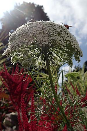 Ammi visnaga \ Bischofskraut, Zahnstocher-Ammei / Khella, D Weinheim an der Bergstra&szlig;e, Botan. Gar.  Hermannshof 20.8.2018