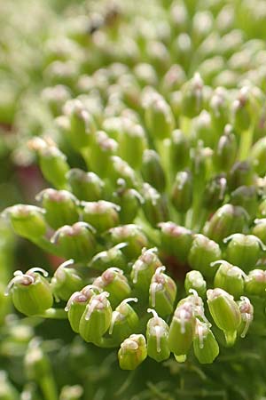 Ammi visnaga \ Bischofskraut, Zahnstocher-Ammei / Khella, D Weinheim an der Bergstra&szlig;e, Botan. Gar.  Hermannshof 20.8.2018